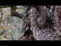 videos de two acorn woodpeckers  canon powershot sx1