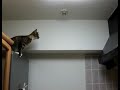 Click here to watch this video Katzen Fail !!