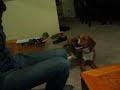 hunter barks