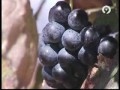 www.alforins.com - Bodegas Mustiguillo