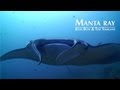HD Manta Ray footage - Koh Bon & Similan Islands, Thailand