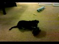 Doxy playing with her christmas presents