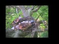 Red Kite Nestwatch 2007 (Clip Nr. 4)
