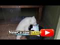 NewCa.com: 2012 Toronto Zoo: Polar Bear Cub