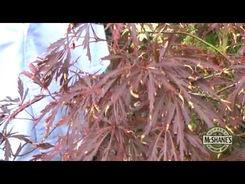 how to fertilize red maple trees