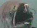 Salmon Tyee Attack Underwater Trolling FBR downrigger Big