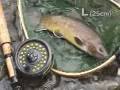 070707 Tohoku Flyfishing