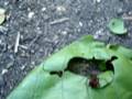 videos de MOV00369.MPG