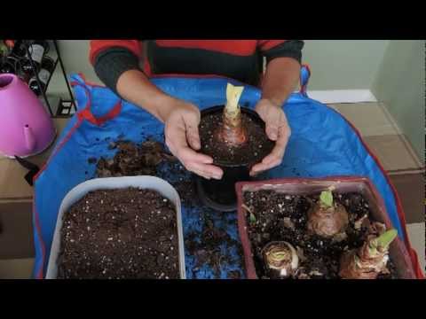 how to replant amaryllis