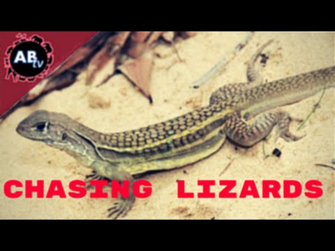 YouTube reptile video