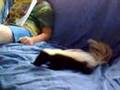 una mofeta como mascota. SKUNK