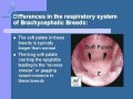Brachycephalic Snub nose Breed Respiratory Syndrome