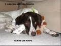 loldogs