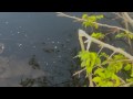 Biggest Ultra Light Fight Ever! 4 Foot Gar Caught