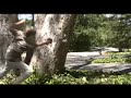 The Gun Video