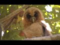 Jamaican Screech Owls
