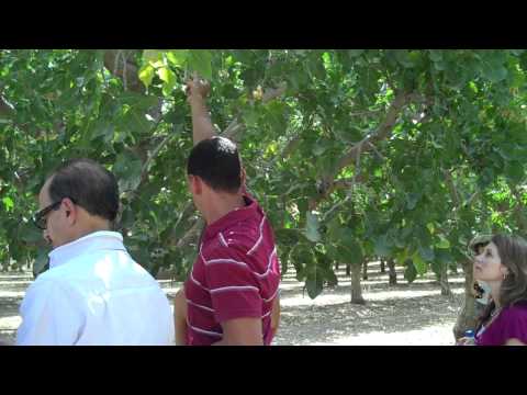 how to harvest pistachios at home