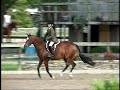 Cosmopolitan Girl (Pony for Sale) Cosmopolitan Girl (Pony for Sale)