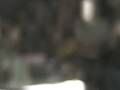 videos de Electric Medicine pushin Too Hard- from the goalmine 12-4-08.wmv