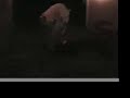 some homemade vids during halloween night