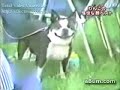 Very smiling Dog Very smiling Dog