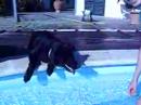 Apollo in piscina