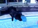 Apollo in piscina