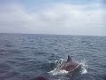 full delfines.MOV