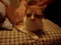 Kitty Cat Meowing, Happy cat