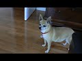 My Dog Chases a Cat. Epic Fail