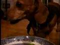 30 Days with Pee Wee: Day 4