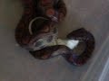 Snake Eating Mouse