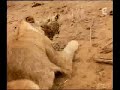 Leopardess vs Lioness, Leopard owns the lion, say yeahhhh