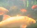 Underwater Pond Cam / Unterwasser Teich Kamera [2/2]