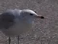 Endlessly Squawking Gull!! [landGulls Project]