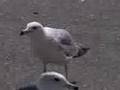 Endlessly Squawking Gull!! [landGulls Project]