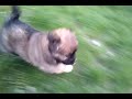Barney - Cel mai dulce si haios catel