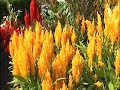 Tropisch Vordenstein  26 - callistermon citrinus,celosia