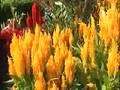 Tropisch Vordenstein  26 - callistermon citrinus,celosia