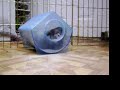 Fry Taking His Dust Bath Fry Taking His Dust Bath