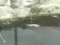videos de Jon's 80m Bungee2