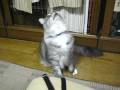 videos de 襦袢まわりで跳んでる猫