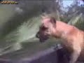 Funny Dogs