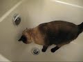 A Cat Bath Afternoon