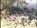 Windfall Shrieking Tour with Beavers