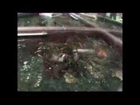 Jackie Chan Trains A Fish.
