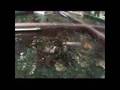 YouTube - Jackie chan is training a fish
