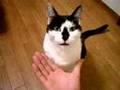 041124Aお手をする猫