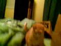 videos de Tigger, My Cat... She really is evil.