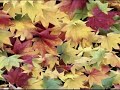 fall